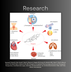 NEW Dioscorea SNEDDS (>40% Diosgenin)