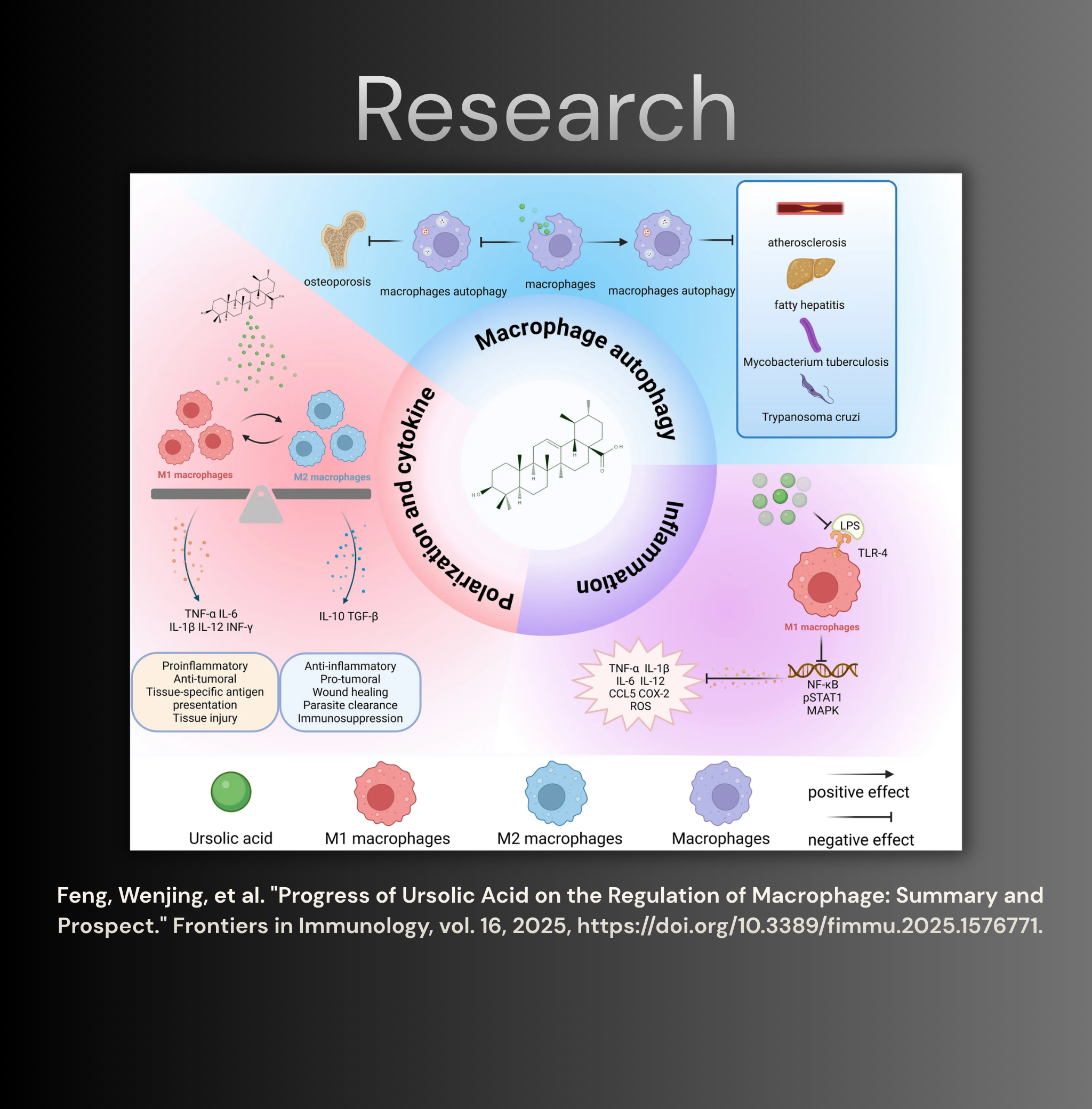 Osstivia SNEDDS